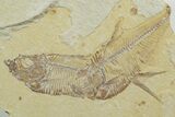 Plate of Two Fossil Fish (Diplomystus) - Wyoming #349595-1